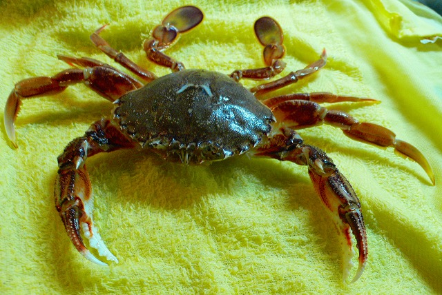 函館市湯の川近郊で釣れるヒラツメカニ