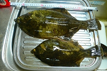 43cmマコカレイ