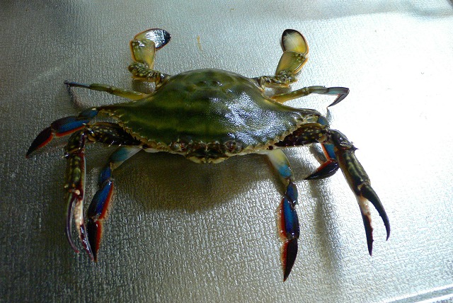 函館釣り情報・函館で釣れた渡り蟹