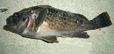 函館釣り情報・臼尻漁港内で３０ｃｍのソイ