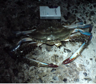 函館釣り情報・函館で釣れた台湾サガミ